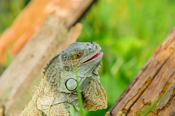 one green iguana lizard rests on a log and heats up in the sun.on summer Meadow