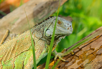 one green iguana lizard rests on a log and heats up in the sun.on summer Meadow
