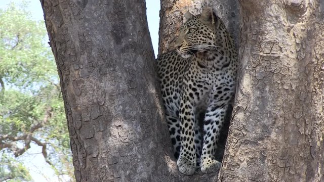 African leopard (Panthera pardus pardus) female in a tree. Tanzania.