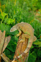 one green iguana lizard rests on a log and heats up in the sun.on summer Meadow