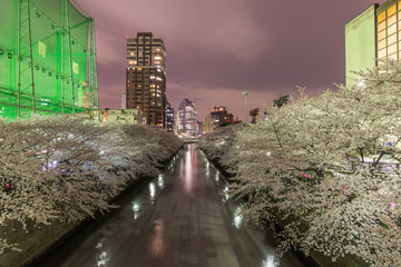 Cherry blossoms in Tokyo, Japan