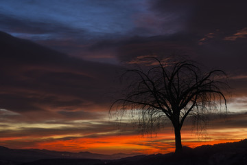Fototapeta na wymiar Sunset and tree