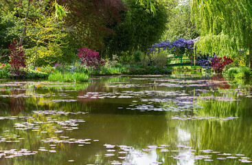 Water Lily Pond at springtime