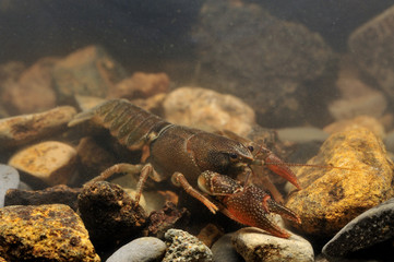 ニホンザリガニ