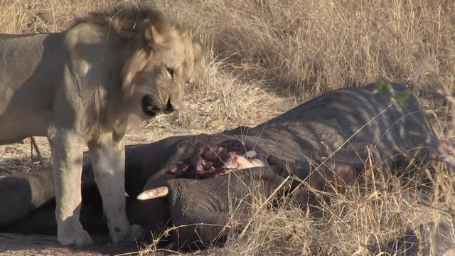 Masai lion or East African lion (Panthera leo nubica syn. Panthera leo massaica) with an African bush elephant (Loxodonta africana) that they have killed. Tanzania