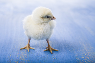 Fluffy little yellow chicken  on a blue wooden background.