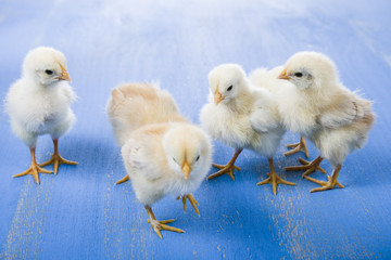 Fluffy little yellow chickens  on a blue wooden background. Card