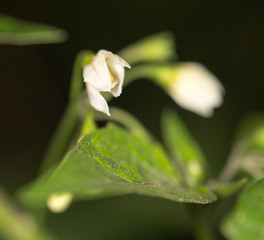 small beautiful flower. close-up