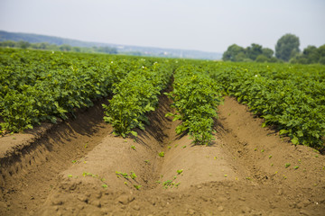 Fototapeta na wymiar Potato field on a sunny summer day.