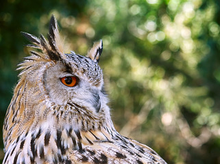 Eagle owl