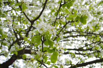 A blooming branch of apple tree in spring