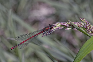 little nature