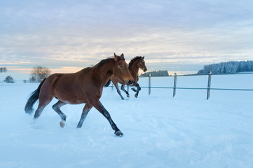 Pferde - Westfalen - traben durch den Schnee bei Sonnenuntergang