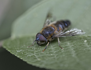 Naklejka premium little nature