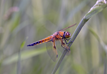 the beauty of a dragon