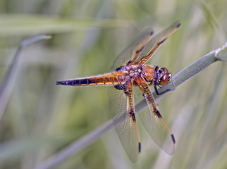 the beauty of a dragon