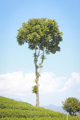 Obraz premium Views on the Tea Plantation and tree Highlands