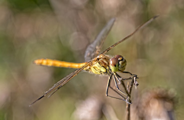 the beauty of a dragon