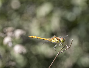 the beauty of a dragon