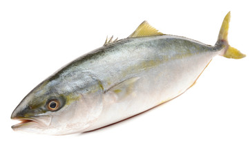 Tuna on white background