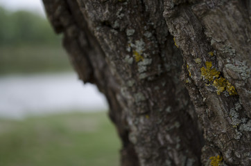 Tree bark texture. Wood background