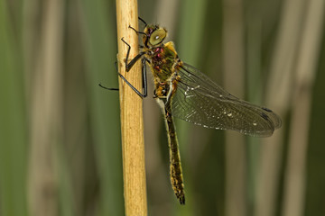 the beauty of a dragon