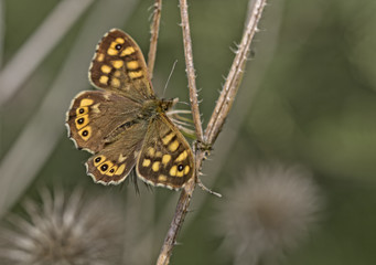 beautiful insects
