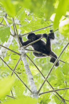 Peru, Manu National Park, black howler in tree