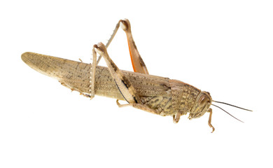 grasshopper on a white background