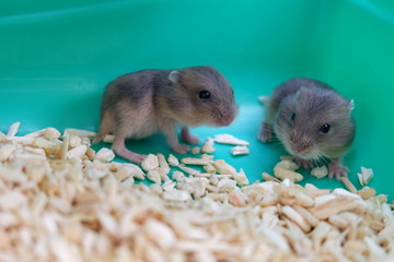 Baby Winter White Hamsters