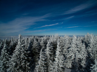Fototapeta na wymiar Aerial view of winter forest - trees covered with snow
