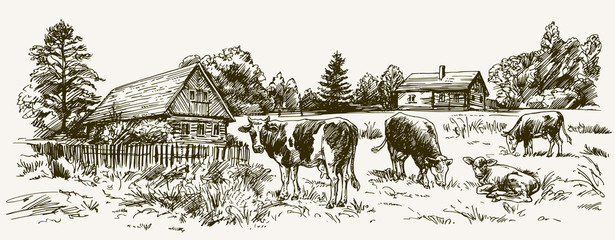 Cows grazing on meadow. Barn on the background. Hand drawn illus
