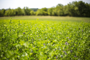 Obraz premium Green Field floated with Sun, France