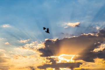 silhouette photo.bird flying  with sunset