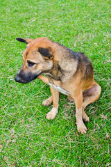 Lonely thai puppy sitting on green grass with sadly face at yard