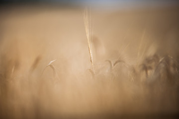 Obraz premium Fields after and during harvest lit with warm morning sunshine