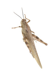 grasshopper on a white background