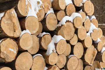 Fototapeta premium pine round timber lies in the forest in winter in a heap