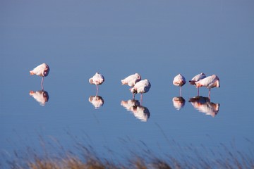 Obraz premium Fenicotteri Gruppo - Parco Delta del Po - Veneto - italia
