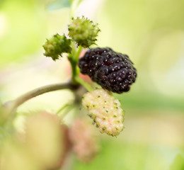 mulberry berry on the tree in nature