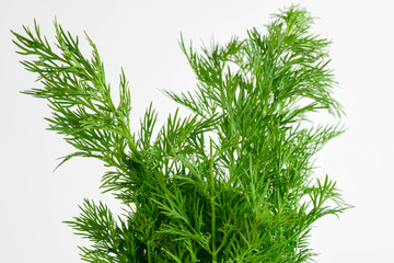 dill on a white background