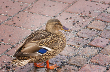 Duck walking on a red paved road