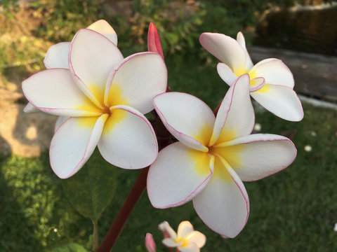 Closeup of tropical flowers plumeria frangipani white and pink color blooming on the tree.