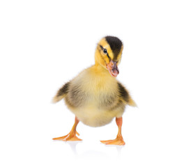 Obraz premium Cute little newborn fluffy duckling. One young duck isolated on a white background. Nice small bird.