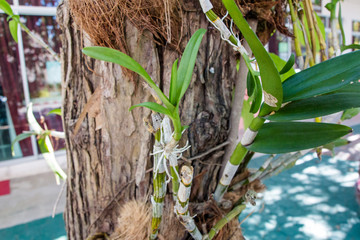 Orchid