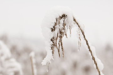 a plant covered with snow winter background 