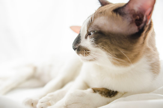 Cute cat is sleeping On a white background Soft-focus image.