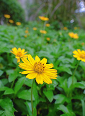 Yellow Flowers