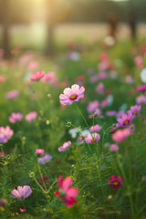 Fototapeta na wymiar Pink Flowers