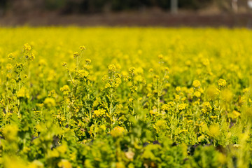 canola flower